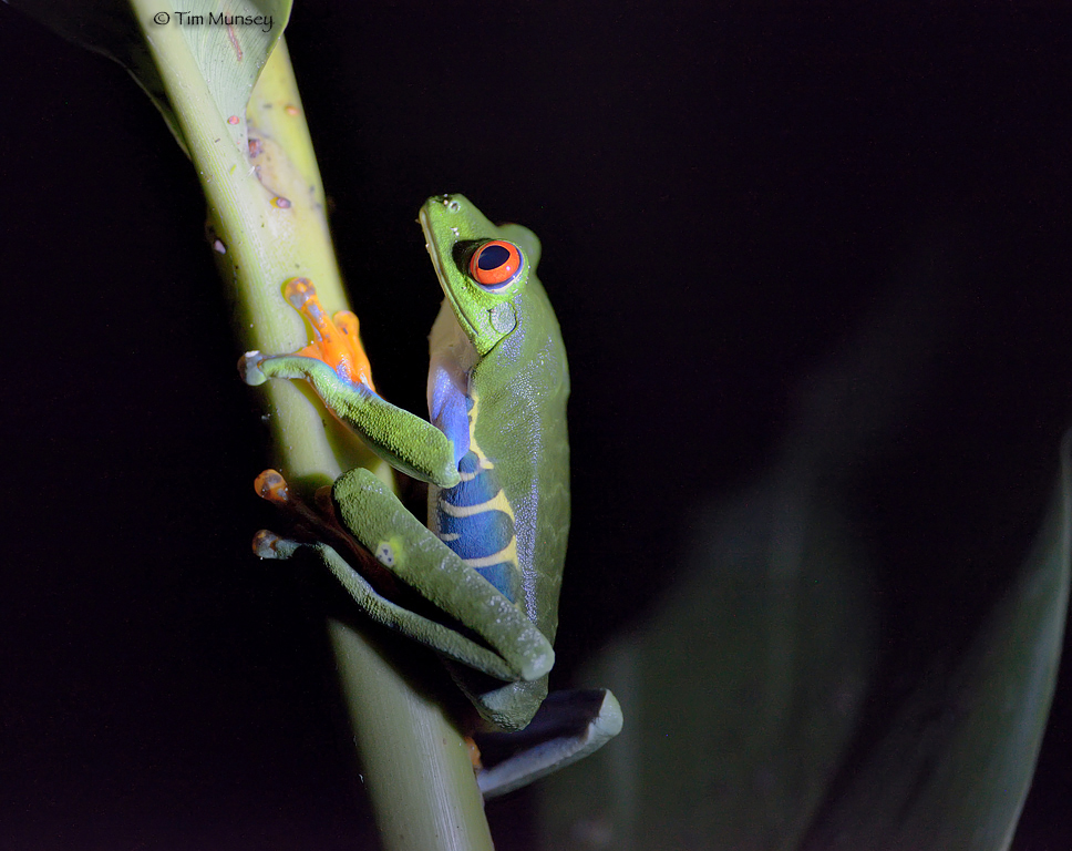 Tree Frog